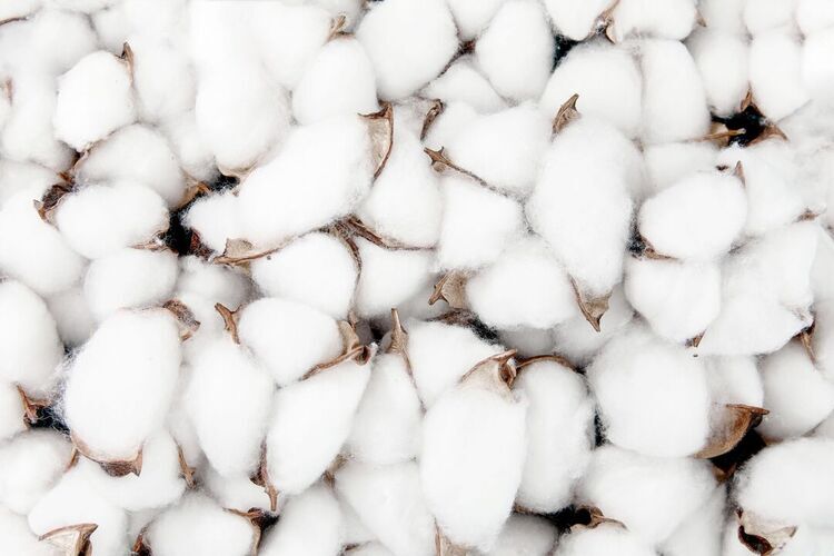brazilian-cotton-to-be-promoted-in-india--other-countries-2024-image